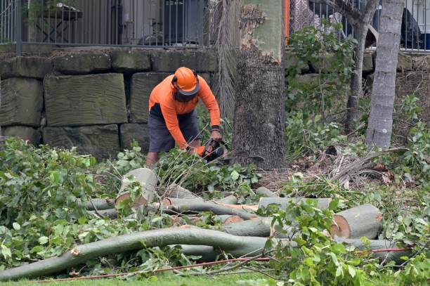 Trusted South Glens Falls, NY Tree Service Experts